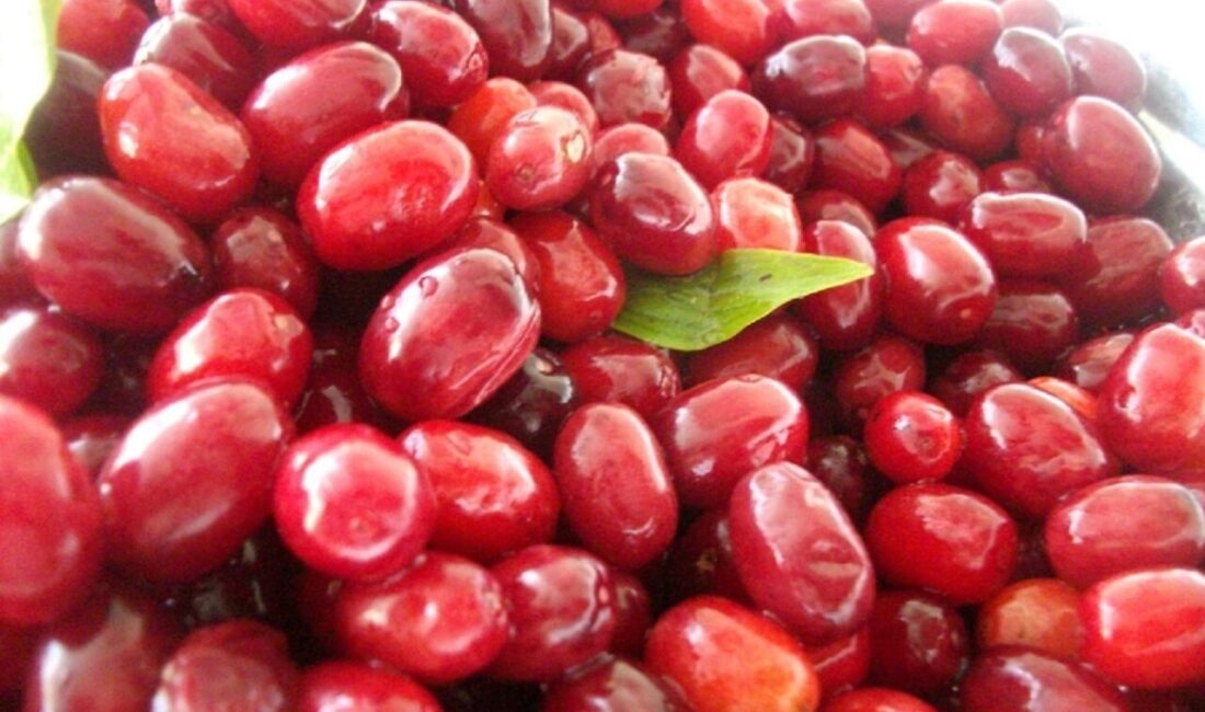 Uzman Diyetisyen Gaye Kural, kızılcığın bağışıklık sistemini güçlendirerek, grip ve