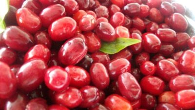 Uzman Diyetisyen Gaye Kural, kızılcığın bağışıklık sistemini güçlendirerek, grip ve