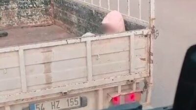 Sakarya'nın Karasu ilçesinde soğuk hava koşullarında bir kamyonetin kasasında yolculuk