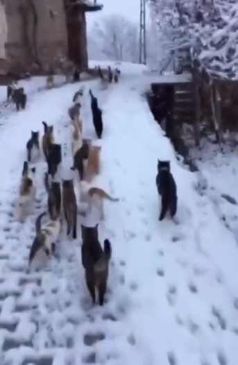 Kemah ilçesindeki Muratboynu köyünde bir vatandaş, kar yağışı sonrası aç kalan kedileri besledi.
