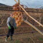 Sarıgöl Ovası’nda bağ budama sırasında işçilere çoban üzümü ikramı yapılıyor.