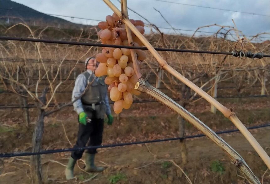 Sarıgöl Ovası’nda bağ budama sırasında işçilere çoban üzümü ikramı yapılıyor.