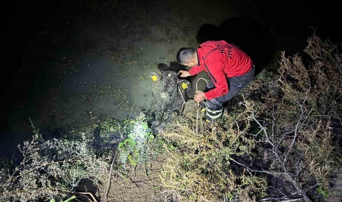 Hatay'ın Antakya ilçesinde bir buzağı, otladığı sırada düştüğü su kanalında