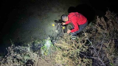 Hatay'ın Antakya ilçesinde bir buzağı, otladığı sırada düştüğü su kanalında