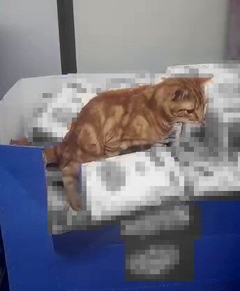Sultangazi’deki zincir markette kedi skandalı, un paketleri üzerine tuvaletini yaptı İstanbul Sultangazi'deki bir zincir markette kedi, un paketlerinin üzerine çıkarak