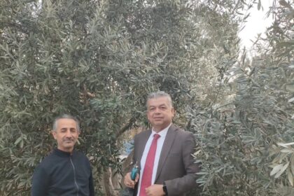Aydın’da Zeytin Hasat Sezonu Sona Erdi, Budama Kursları Başladı