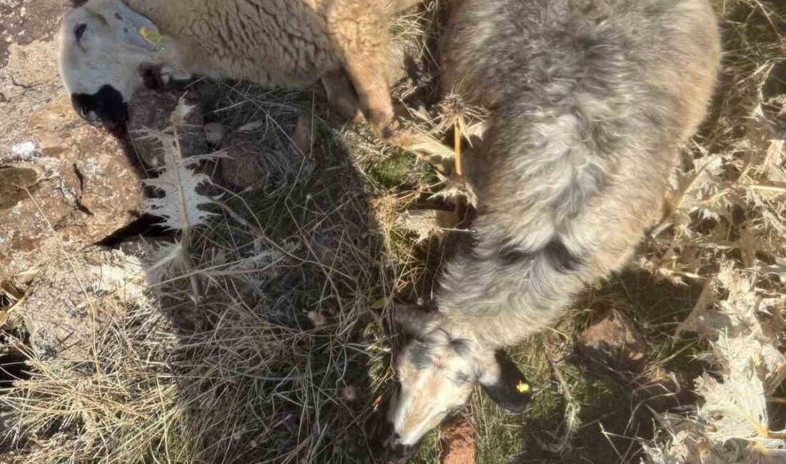 Elazığ'ın Karakoçan ilçesinde İsa Yıldız'a ait koyun sürüsünden 40 koyun