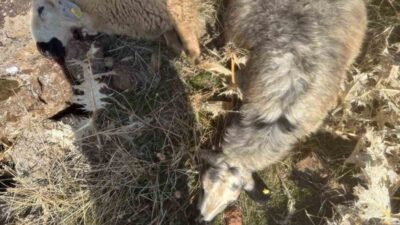 Elazığ'ın Karakoçan ilçesinde İsa Yıldız'a ait koyun sürüsünden 40 koyun