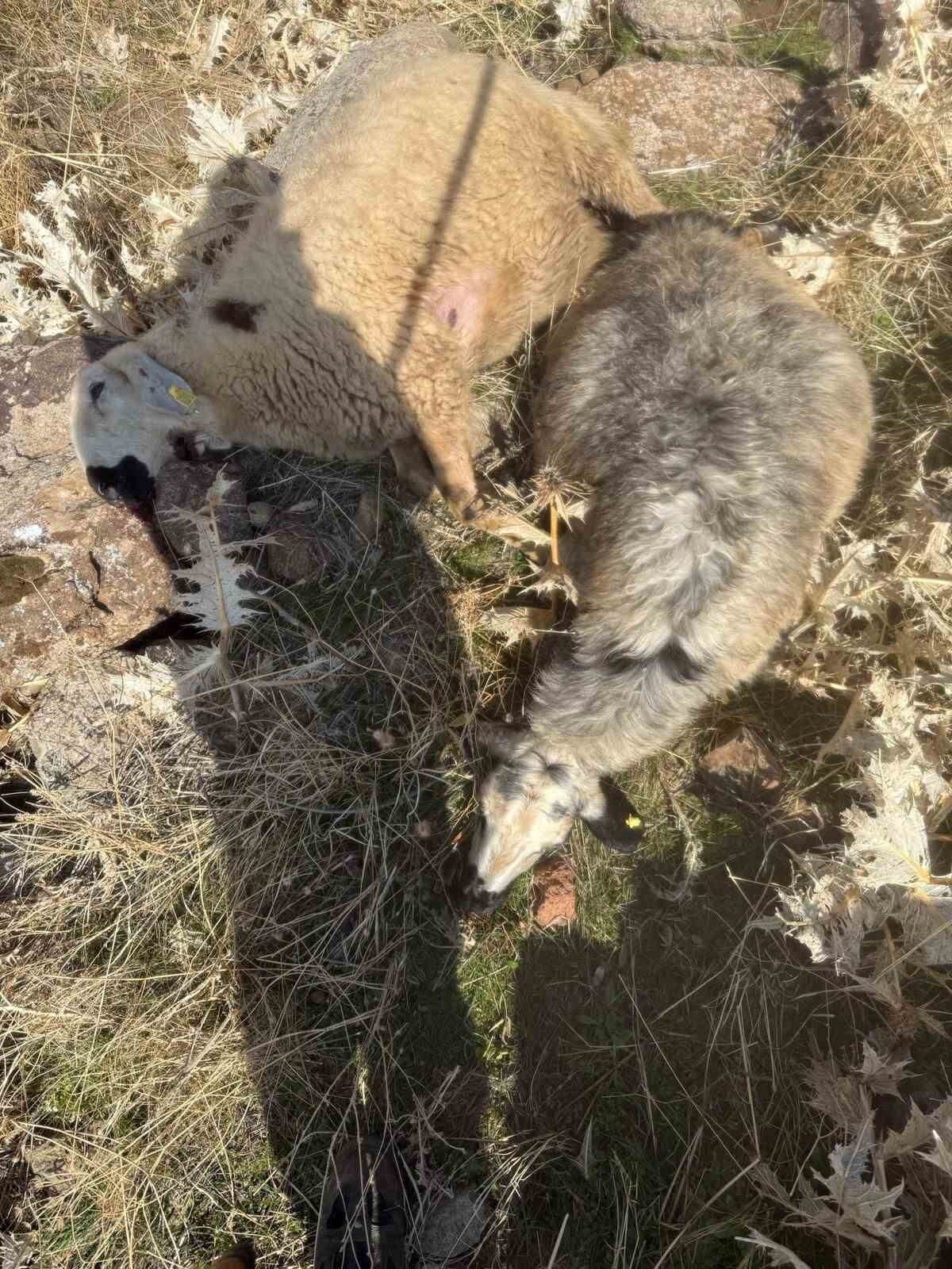 Elazığ'ın Karakoçan ilçesinde İsa Yıldız'a ait koyun sürüsünden 40 koyun