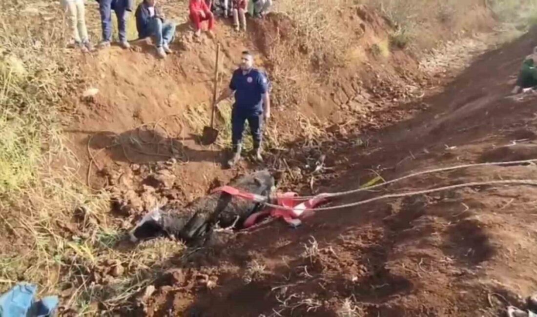 Eyyübiye’de Tahliye Kanalına Düşen İneği İtfaiye Ekipleri Kurtardı Şanlıurfa'nın Eyyübiye ilçesinde, bir kişi otlattığı ineğini tahliye kanalında bataklığa