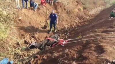 Eyyübiye’de Tahliye Kanalına Düşen İneği İtfaiye Ekipleri Kurtardı Şanlıurfa'nın Eyyübiye ilçesinde, bir kişi otlattığı ineğini tahliye kanalında bataklığa