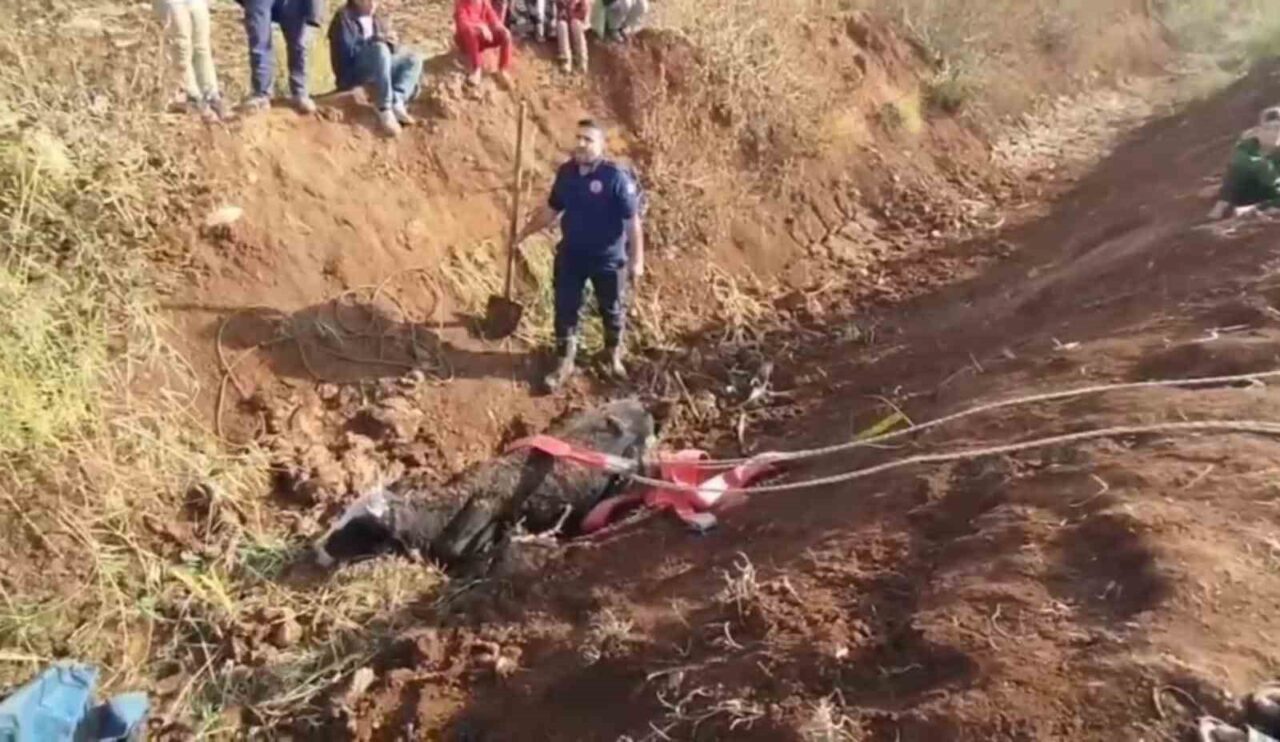 Şanlıurfa'nın Eyyübiye ilçesinde, bir kişi otlattığı ineğini tahliye kanalında bataklığa