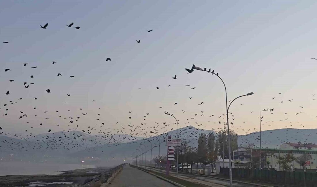 Tatvan’da Akşam Saatlerinde Binlerce Karganın Toplu Uçuşu Gözlemlendi Bitlis'in Tatvan sahilinde akşam saatlerinde binlerce karganın topluca uçması, gökyüzünü