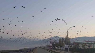 Bitlis’in Tatvan sahilinde binlerce karganın akşam saatlerinde toplu uçuşu, doğa