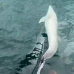 Süleymanpaşa açıklarında bir tekneyi izleyen yunus, cep telefonuyla kaydedildi.