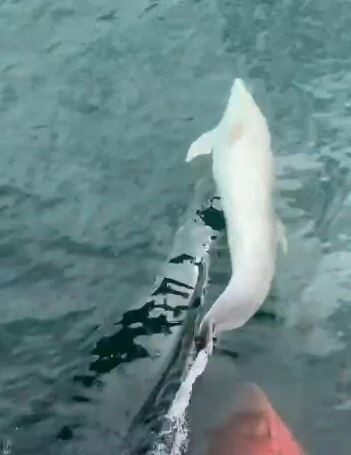 Süleymanpaşa açıklarında bir tekneyi izleyen yunus, cep telefonuyla kaydedildi.