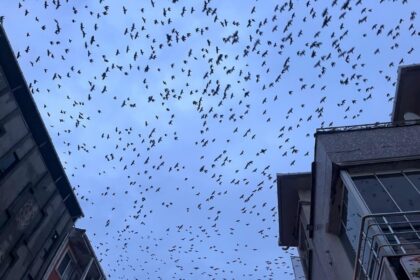 Hayrabolu’da Sabah Göklerde Karga Dansı: Vatandaşlar Şaşkın!