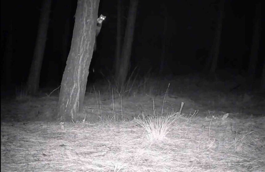Ganos Dağı’taki fotokapanlar, yaban hayvanlarını doğal ortamlarında görüntüleyerek ekosistemi gözler önüne serdi.