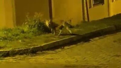 Düzce'de akşam saatlerinde yiyecek arayan bir tilki, vatandaşa görünerek paniğe