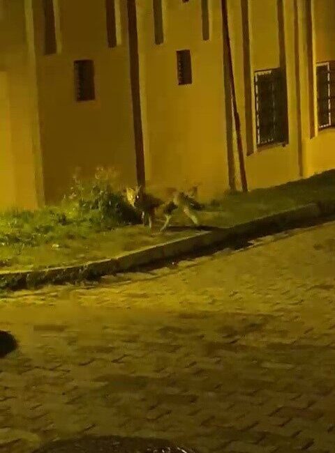 Düzce’de Yiyecek Ararken Paniğe Kapılan Tilki, Vatandaşın Gözü Önünde Kayıplara Karıştı Düzce'de akşam saatlerinde yiyecek arayan bir tilki, vatandaşa görünerek paniğe
