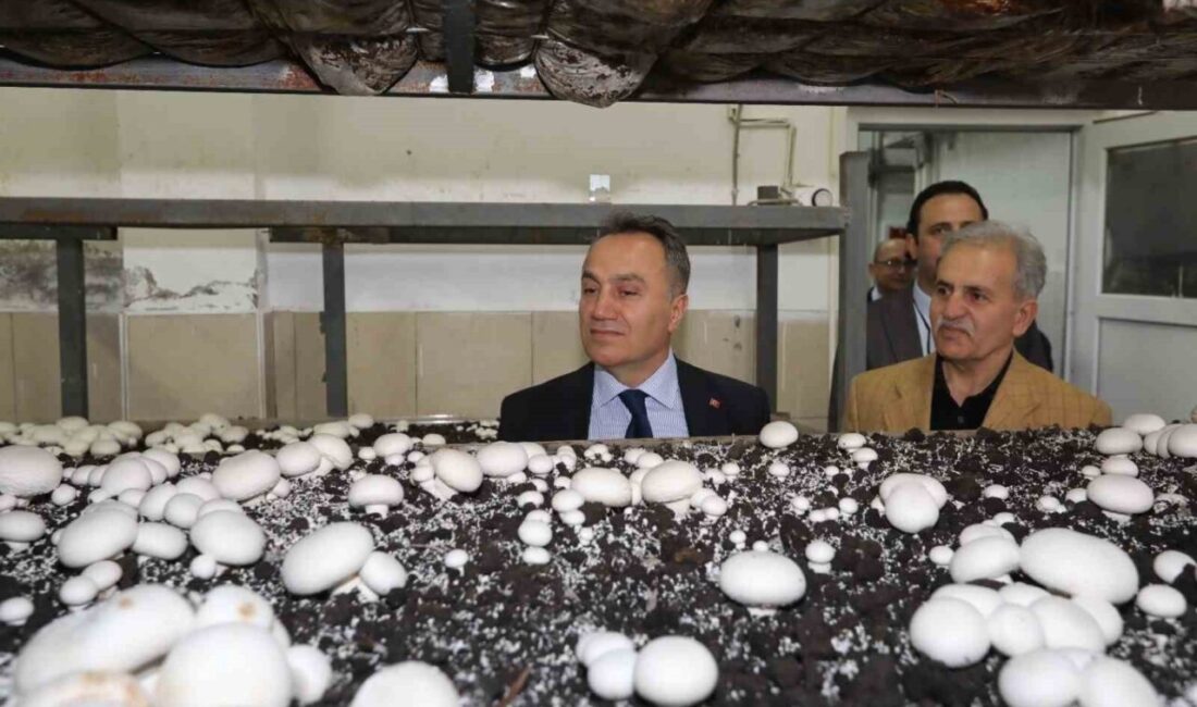TOGÜ Rektörü Prof. Dr. Yılmaz, Mantar Üretim Tesisini Ziyaret Ederek Uygulamalı Eğitim Uygulamalarını İnceledi Tokat Gaziosmanpaşa Üniversitesi Rektörü Prof. Dr. Fatih Yılmaz, mantar üretim