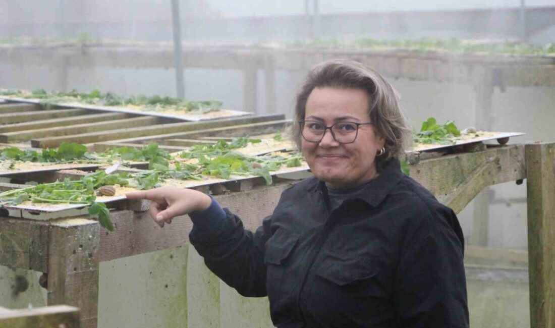 Trabzon’da Salyangoz Üretimi ile Ekonomik Değer Yaratılıyor: Kozmetik ve Gastronomiye Önemli Katkı Sağlanıyor Trabzon'da Ülkü Koçoğlu, pandemide keşfettiği salyangoz ihracat potansiyeli ile "Googlis"