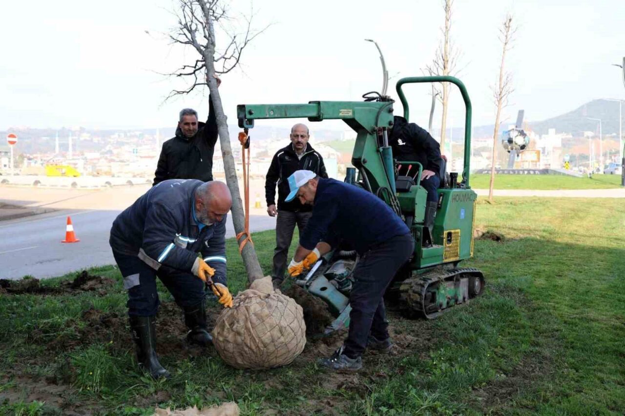 Kartepe Tramvay Projesi Kapsamında Sökülen Ağaçlar Yeni Dikim Alanlarına Hazırlanıyor