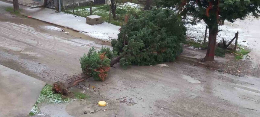 Türkeli’de fırtına nedeniyle ağaç devrildi, yol trafiğe kapandı.