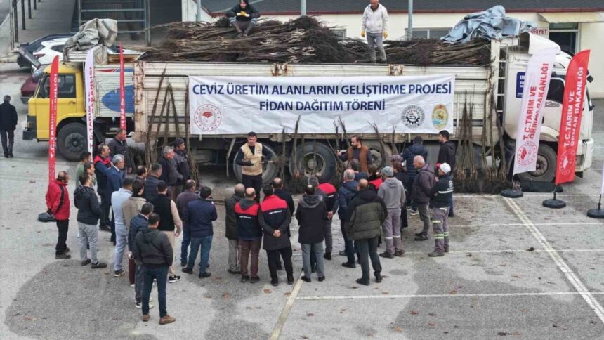 Denizli’de Üreticilere Ceviz Fidanı Dağıtımı Başladı, Ceviz Üretiminde İlk Sıralara Çıkılması Hedefleniyor