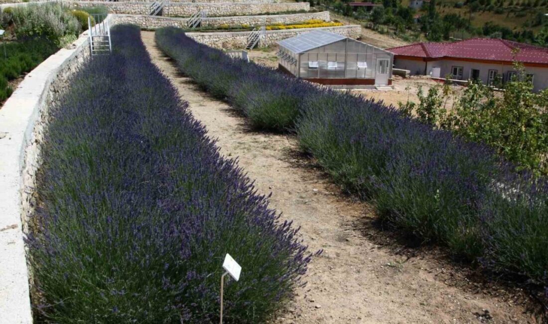 Eskişehir, 220’den Fazla Tıbbi Aromatik Bitki ile Türkiye’nin Genetik Kaynaklarını Zenginleştiriyor Eskişehir, 220'den fazla tıbbi aromatik bitki çeşidiyle Türkiye'nin en zengin