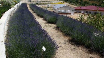 Eskişehir, 220'den fazla tıbbi aromatik bitki çeşidiyle Türkiye'nin en zengin