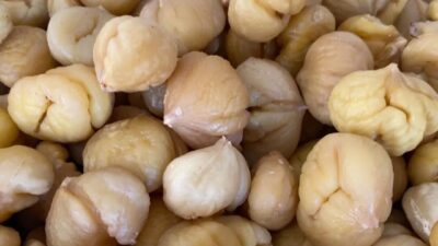 Aydın'da kestane hasadı tamamlanırken, İl Tarım ve Orman Müdürlüğü ekipleri