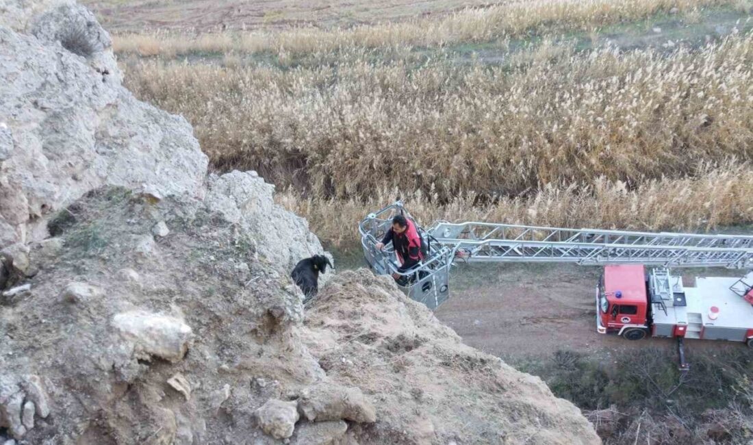 Çorum'un Sungurlu ilçesindeki Kula köyünde, dağlık arazide mahsur kalan keçiler,
