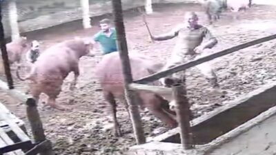 Amasya'nın Suluova ilçesindeki bir çiftlikte besici, büyükbaş hayvanları bir araya