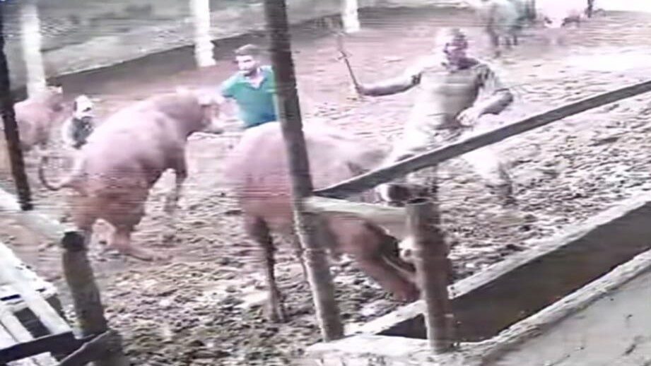 Amasya'nın Suluova ilçesindeki bir çiftlikte besici, büyükbaş hayvanları bir araya