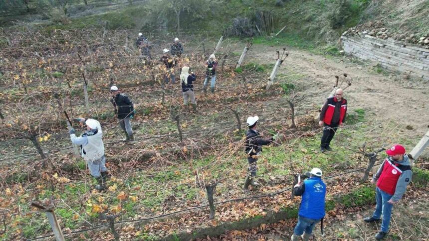 Sarıgöl’de Tarım ve Orman Müdürlüğü ekipleri, üreticilere budama teknikleri hakkında bilgi verdi.