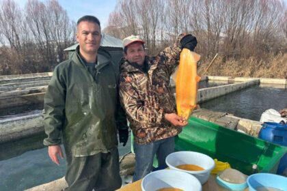 Van’da Alabalık Üretimi İçin Yavru Sağım Çalışmaları Başladı