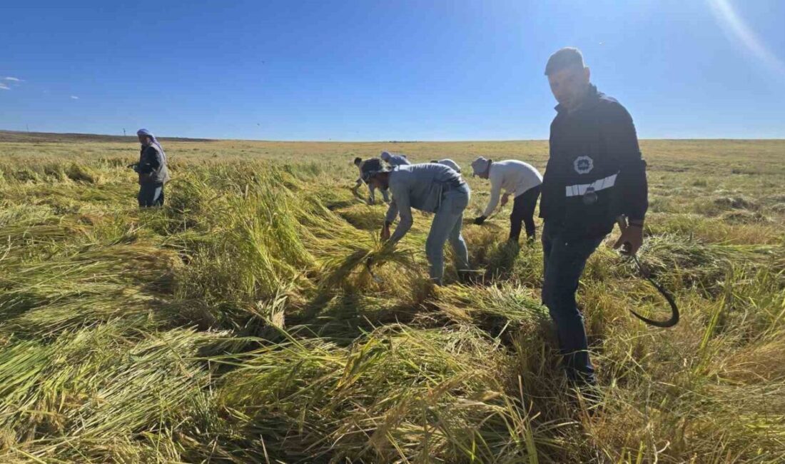 Diyarbakır’ın Karacadağ Pirinci, Zengin Mineralleriyle Dikkat Çekiyor ve Tazeliğini İsteyenlere Ulaşıyor Diyarbakır'da Karacadağ pirinci, 6 yılda bir nadasa bırakılan volkanik arazilerde