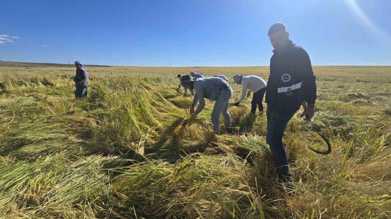 Diyarbakır'da Karacadağ pirinci, 6 yılda bir nadasa bırakılan volkanik arazilerde