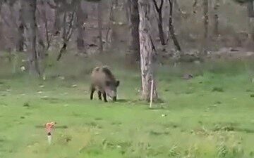 Edirne'deki Trakya Üniversitesi Balkan Yerleşkesi çevresinde dolaşan bir yaban domuzu,