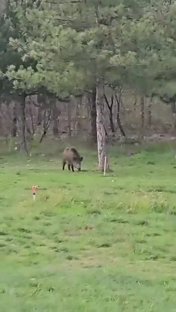 Edirne’de Yaban Domuzu Trakya Üniversitesi Çevresinde Öğrencileri Eğlendiriyor Edirne'deki Trakya Üniversitesi Balkan Yerleşkesi çevresinde dolaşan bir yaban domuzu,