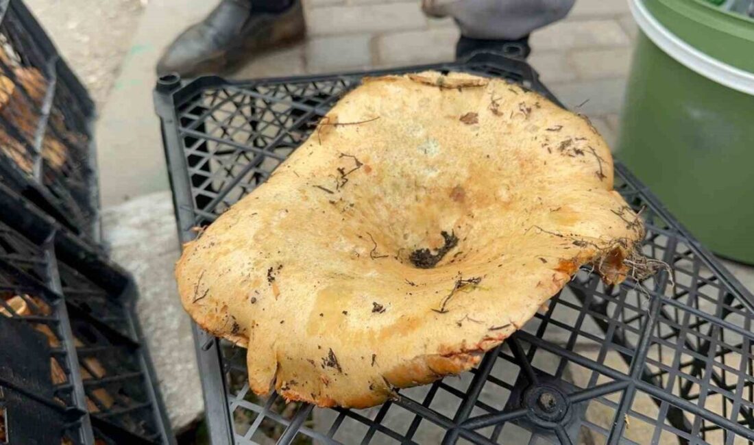 Bursa'nın dağ ilçelerindeki melki mantarının fiyatı yağışlarla 100 liraya düştü.