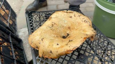 Bursa'nın dağ ilçelerindeki melki mantarının fiyatı yağışlarla 100 liraya düştü.