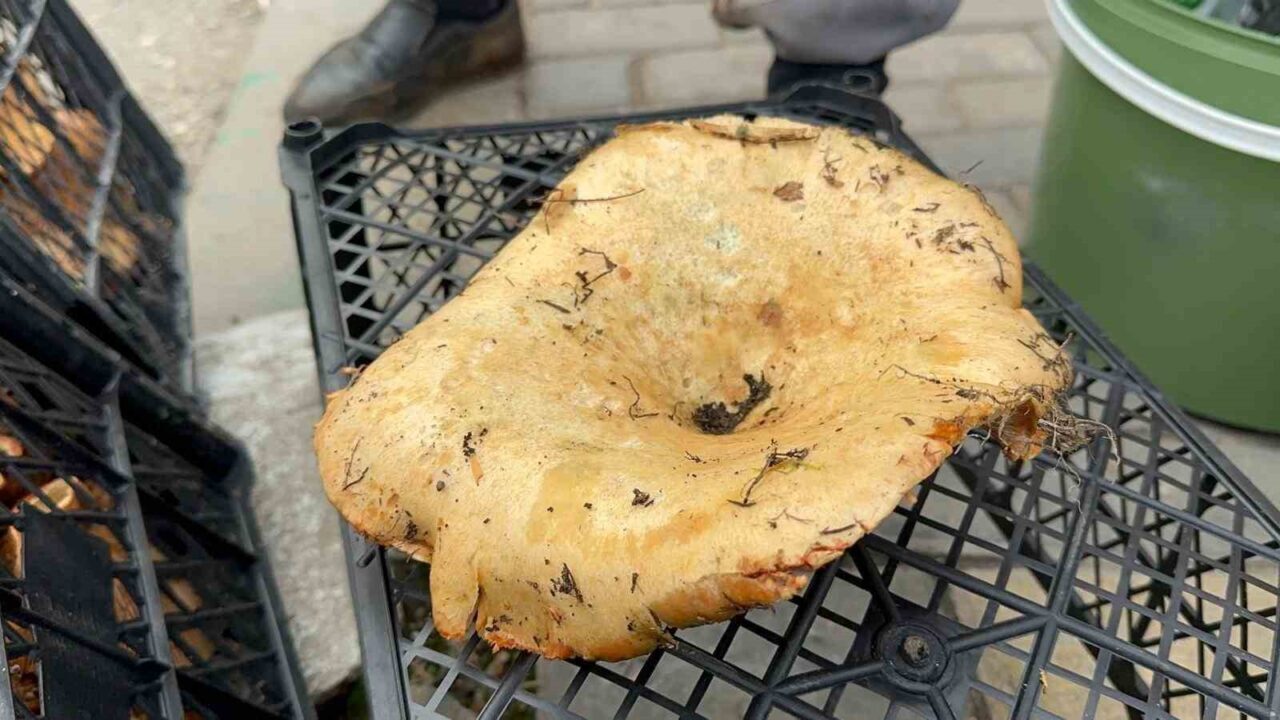 Yağmur yağdı, fiyatı 300 liradan 100 liraya düştü