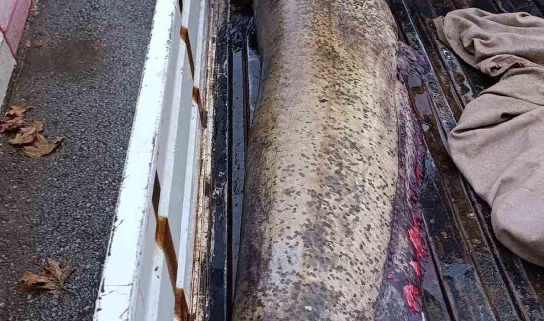 İznik’in Boyalıca Mahallesi’nde balıkçı Osman Bulut, 65 kiloluk dev bir