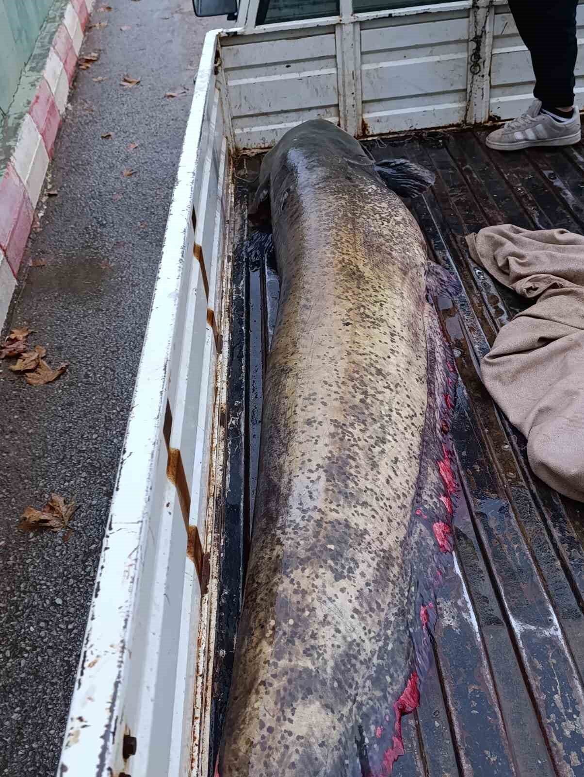 İznik’in Boyalıca Mahallesi’nde balıkçı Osman Bulut, 65 kiloluk dev bir