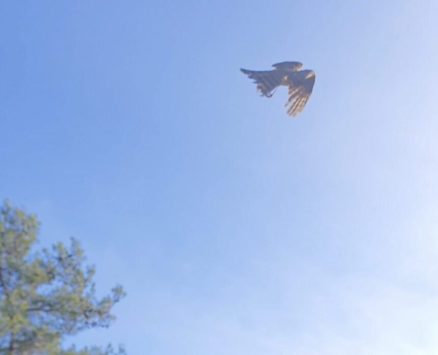 Çanakkale’de yaralı bulunan atmaca, tedavisinin ardından doğal yaşamına döndü.