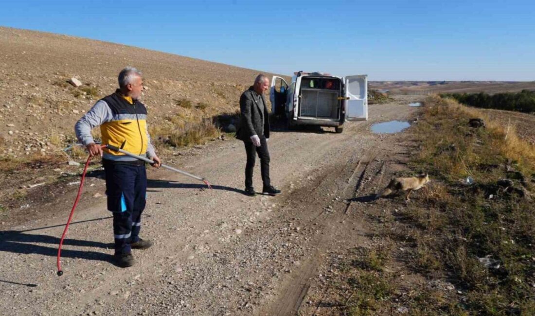 Adıyaman’da Yaralı Tilki, Uzun Tedavi Sürecinin Ardından Doğaya Kavuştu Adıyaman Belediyesi Veteriner İşleri Müdürlüğü, yaralı bir tilkiyi tedavi ederek