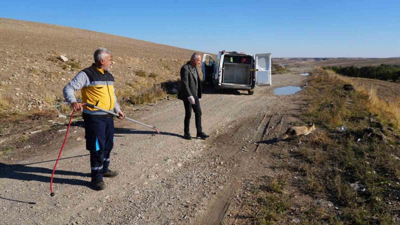 Adıyaman Belediyesi Veteriner İşleri Müdürlüğü, yaralı bir tilkiyi tedavi ederek