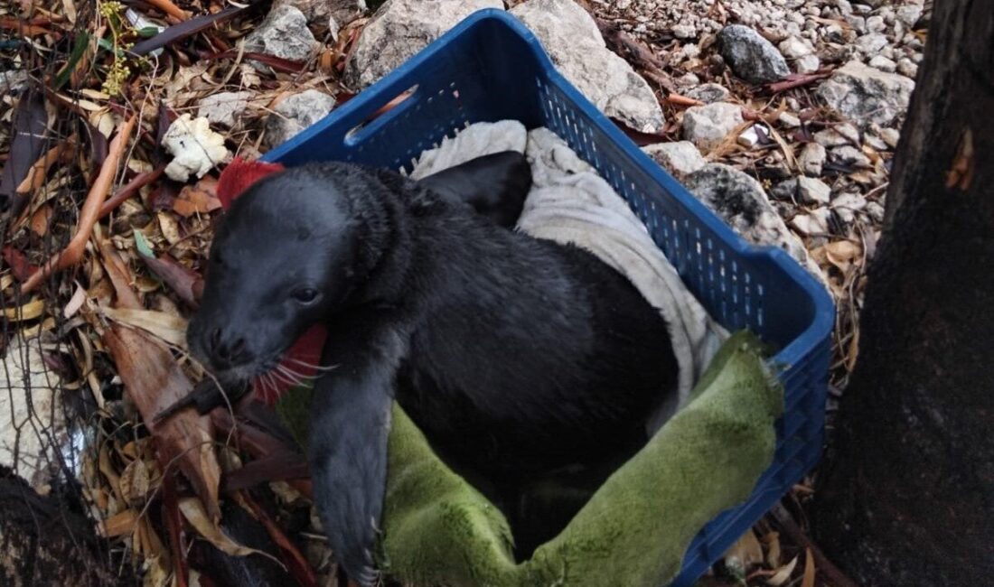 Marmaris’in Serçe Limanı’nda kötü hava nedeniyle sahile vuran yavru Akdeniz